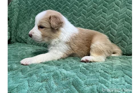 成約済の福岡県のボーダーコリー-173850の3枚目