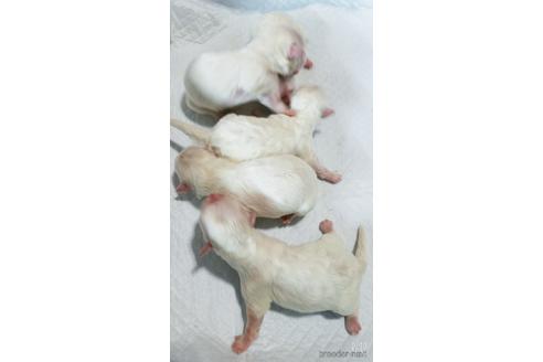 成約済の茨城県のマルチーズ-174703