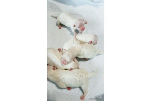 成約済の茨城県のマルチーズ-174705の1枚目