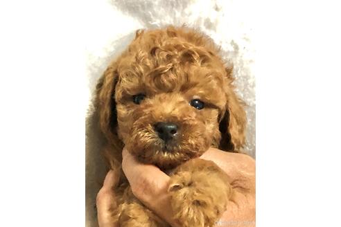 成約済の静岡県のトイプードル-174672の2枚目