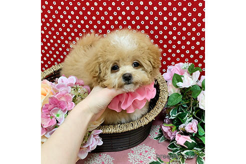 成約済の広島県のマルプー:マルチーズ×トイプードル-168638の2枚目