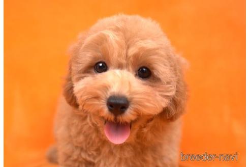 成約済の東京都のトイプードル-174739の1枚目