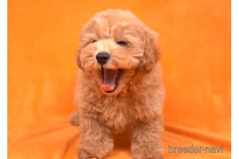 成約済の東京都のトイプードル-174739の2枚目