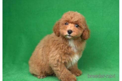 成約済の東京都のトイプードル-174741の2枚目