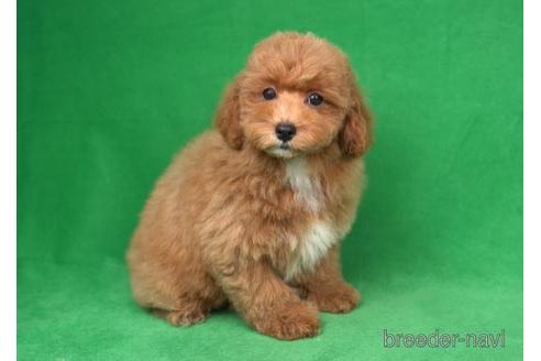 成約済の東京都のトイプードル-174741の1枚目