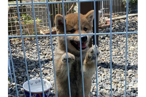 成約済の岡山県の豆柴-170789の3枚目
