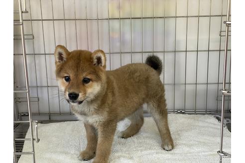 成約済の岡山県の豆柴-170789の2枚目