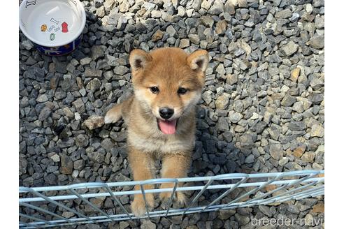 成約済の岡山県の豆柴-170789