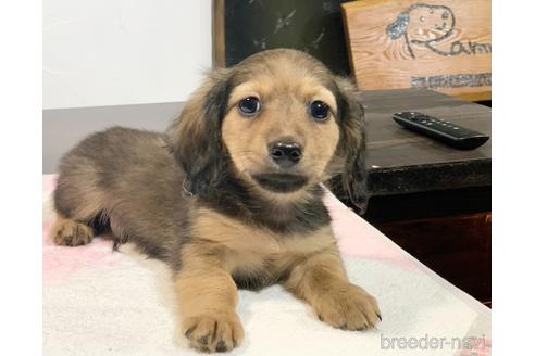 成約済の滋賀県のカニンヘンダックスフンド(ロングヘアード)-174754の1枚目