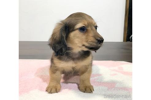 成約済の滋賀県のカニンヘンダックスフンド(ロングヘアード)-174754の9枚目