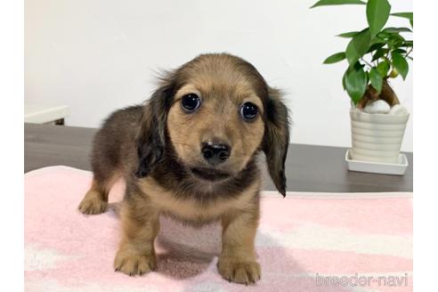 成約済の滋賀県のカニンヘンダックスフンド(ロングヘアード)-174754の3枚目