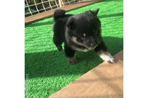 成約済の福島県の豆柴-170730の3枚目