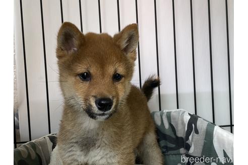 成約済の岡山県の豆柴-164456の5枚目