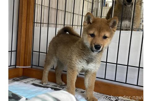 成約済の岡山県の豆柴-164456の1枚目