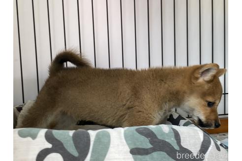 成約済の岡山県の豆柴-164456の4枚目