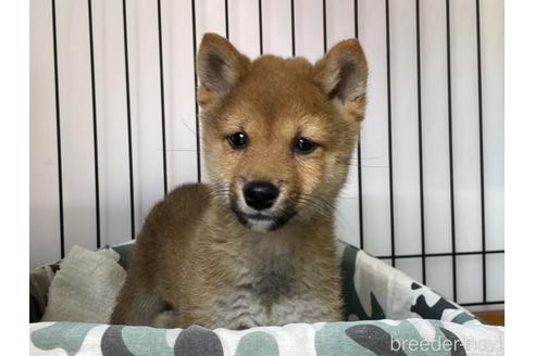 成約済の岡山県の豆柴-164456の2枚目