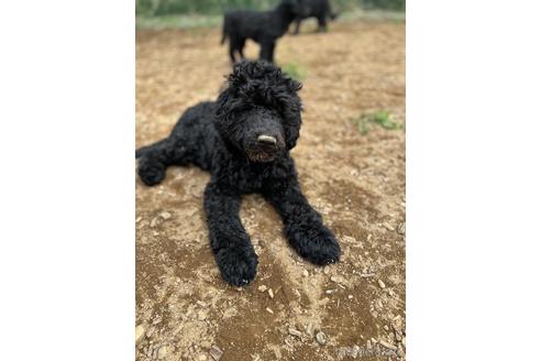 成約済の東京都のその他の犬種-160723の8枚目