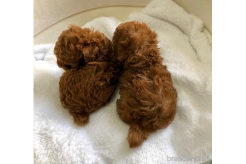 成約済の静岡県のトイプードル-174670の2枚目