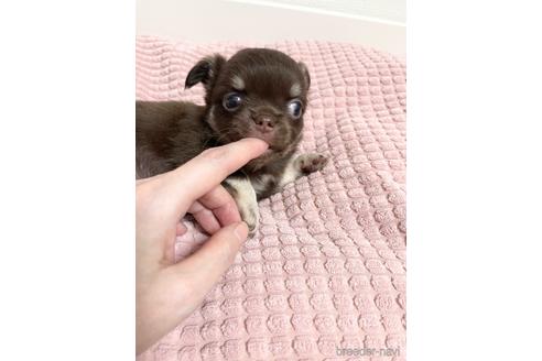 成約済の埼玉県のチワワ(ロングコート)-174155の19枚目