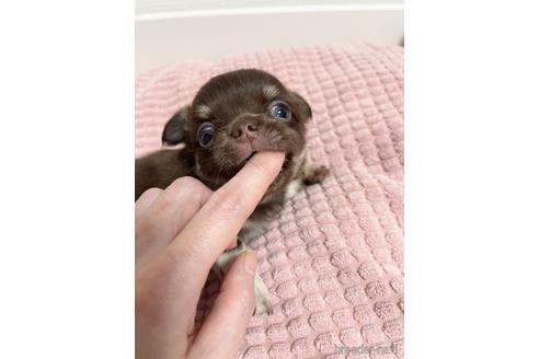 成約済の埼玉県のチワワ(ロングコート)-174155の18枚目