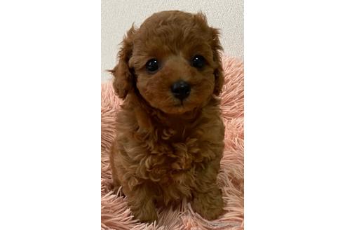 成約済の岡山県のタイニープードル-172869の3枚目