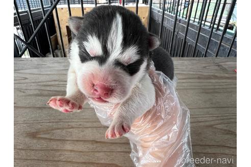 成約済の山梨県のシベリアンハスキー-174854の9枚目