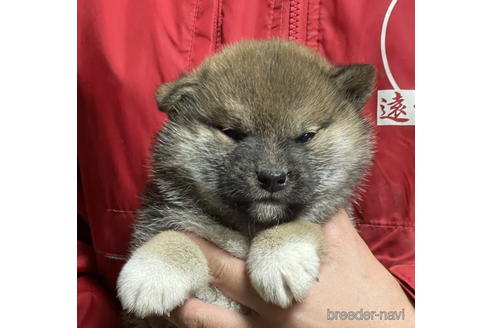 成約済の千葉県の柴犬-174881の1枚目