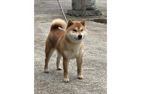 成約済の千葉県の柴犬-174881の3枚目
