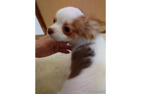成約済の千葉県のミックス犬-160997の2枚目