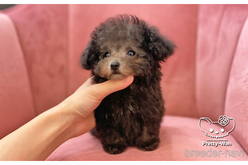 成約済の愛知県のタイニープードル-174919の2枚目