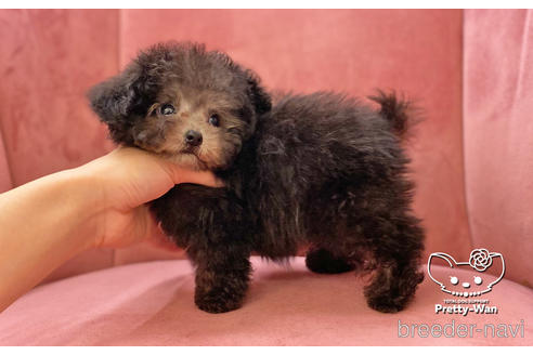 成約済の愛知県のタイニープードル-174919の3枚目