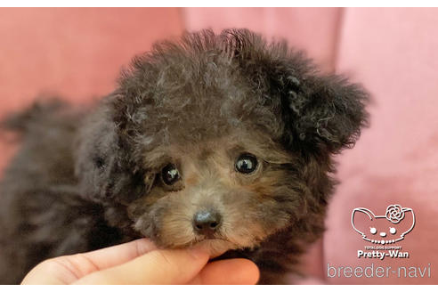 成約済の愛知県のタイニープードル-174919