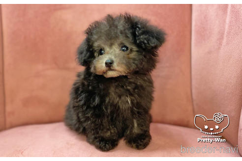 成約済の愛知県のタイニープードル-174919の4枚目