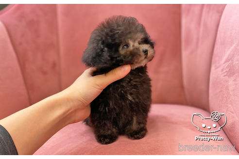 成約済の愛知県のタイニープードル-174919の5枚目