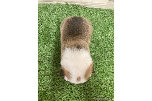 成約済の愛媛県のウェルシュコーギーペンブローク-174283の2枚目
