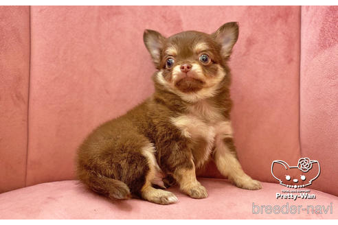 成約済の愛知県のチワワ(ロングコート)-174920の2枚目