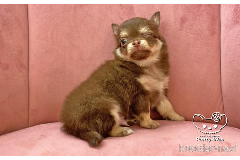 成約済の愛知県のチワワ(ロングコート)-174920の3枚目