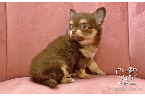 成約済の愛知県のチワワ(ロングコート)-174920の4枚目