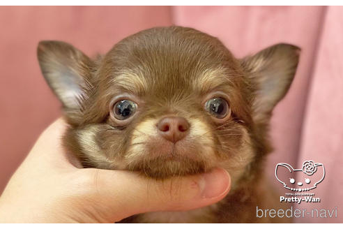 成約済の愛知県のチワワ(ロングコート)-174920