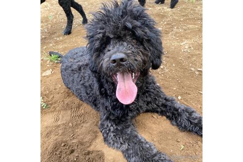 成約済の東京都のその他の犬種-160719の6枚目