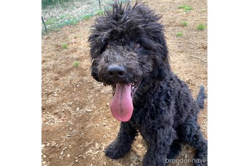 成約済の東京都のその他の犬種-164690の6枚目