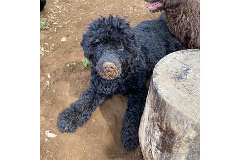 成約済の東京都のその他の犬種-166928の5枚目