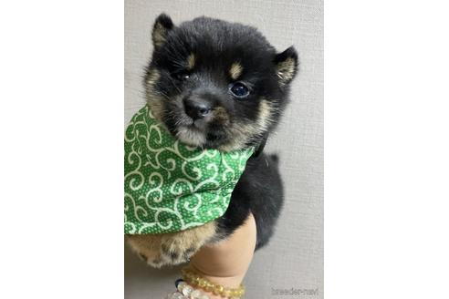 成約済の茨城県の豆柴-173322の2枚目