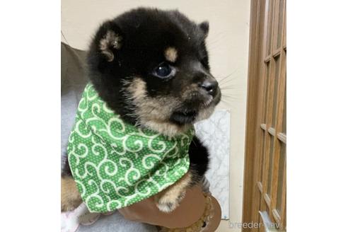 成約済の茨城県の豆柴-173322の5枚目