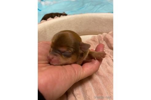 成約済の神奈川県のチワワ(ロングコート)-174807の21枚目