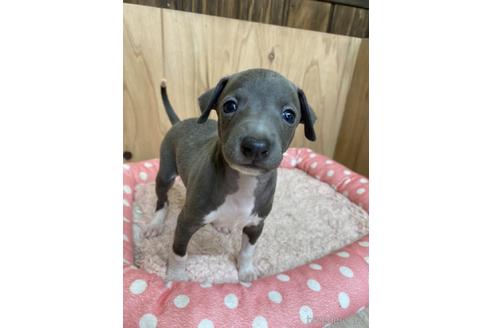 成約済の愛知県のイタリアングレーハウンド(イタグレ)-174557の1枚目