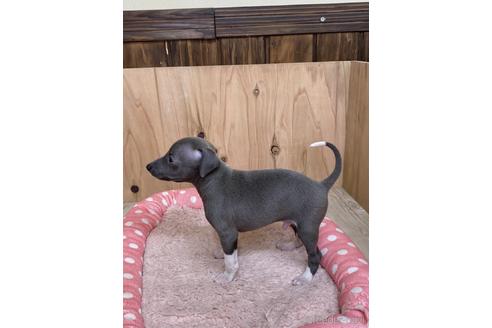 成約済の愛知県のイタリアングレーハウンド(イタグレ)-174557の4枚目