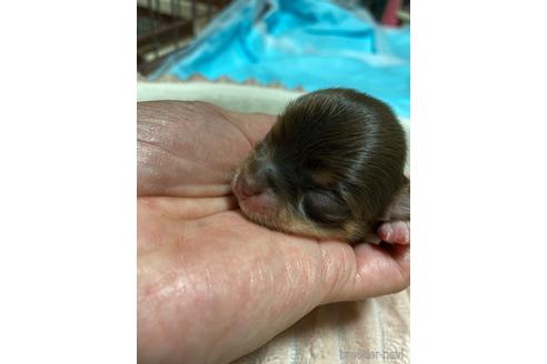 成約済の神奈川県のチワワ(ロングコート)-174810の54枚目