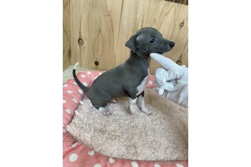 成約済の愛知県のイタリアングレーハウンド(イタグレ)-174557の3枚目