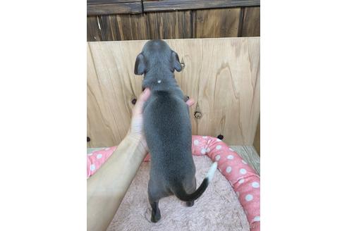 成約済の愛知県のイタリアングレーハウンド(イタグレ)-174557の2枚目